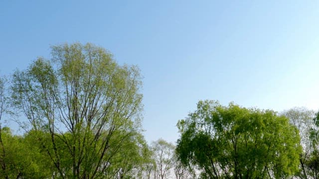 Green trees under a clear blue sky