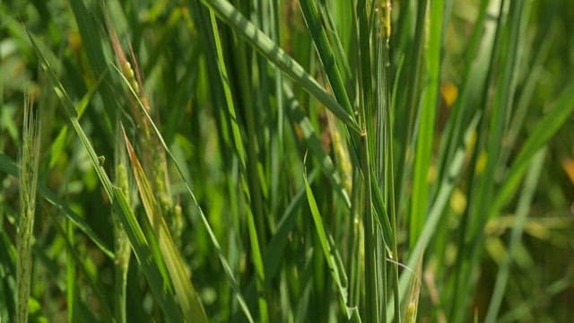 Fresh green rice growing in the field on a sunny day, nonglutinous rice