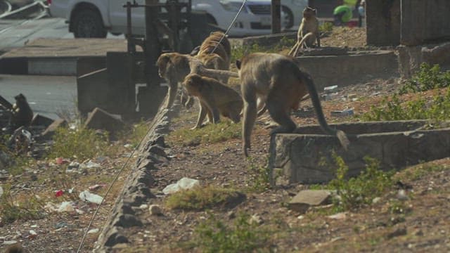Monkeys Roaming Next to the Street