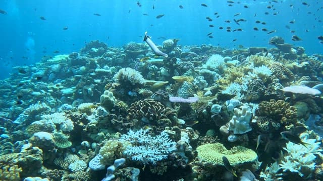 Vibrant coral reefs teeming with trumpetfish and small fish