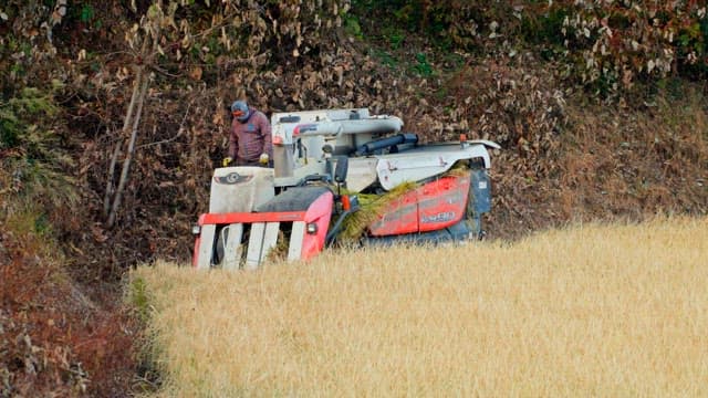 Farmer operating a harvester in a rice field