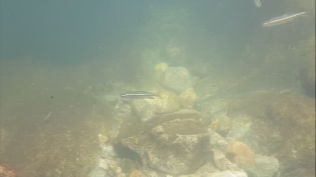 Small fish swimming in the water