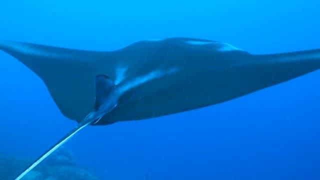 Graceful Manta Ray Swimming in Blue Ocean