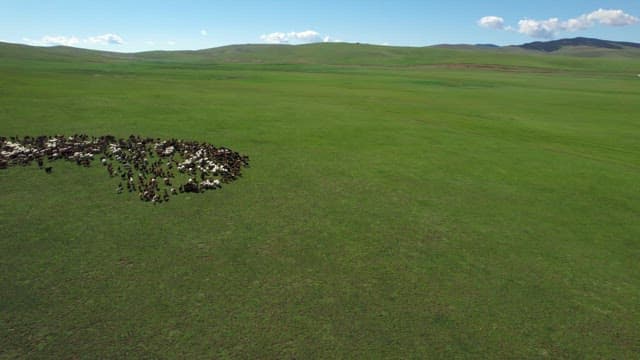 Herd of goats grazing on vast green field