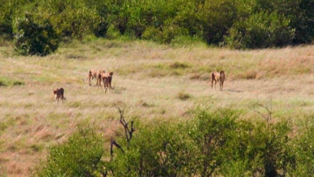 Cheetahs Roaming the Green Meadows