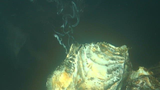 Close-up of the rough surface of an oyster in the sea