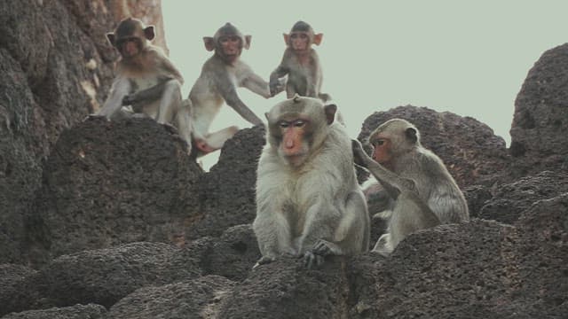 Monkeys Grooming Each Other on the Rocks