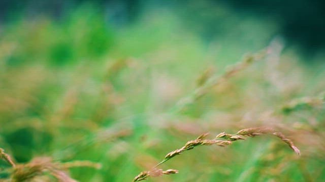 Closer Look at the Swaying Wild Grass