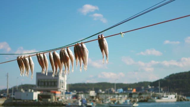 Fish hung on a line to dry on a sunny day