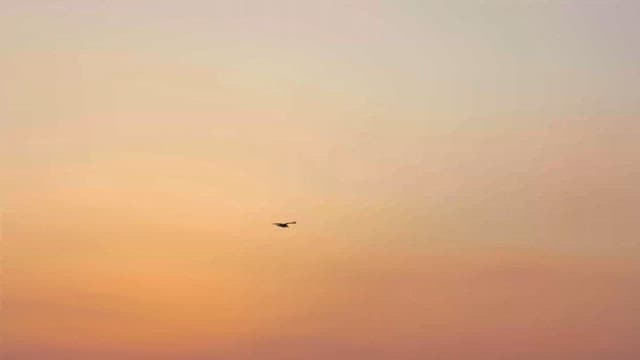 Bird flying above an urban skyline during sunset