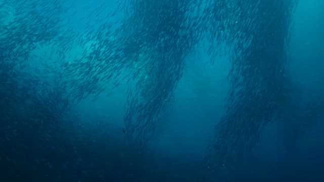 Large school of fish swimming underwater