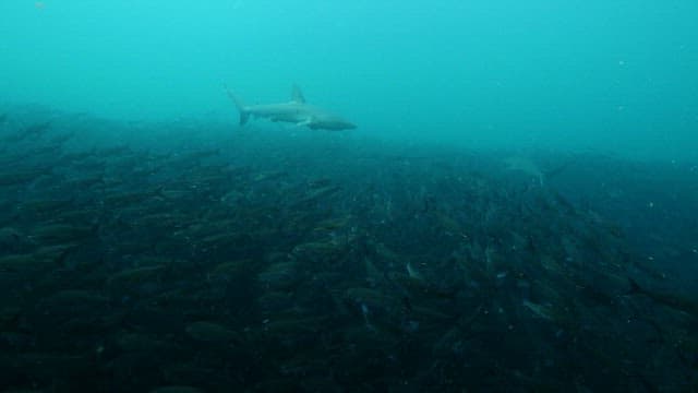 Underwater scene with sharks and a school of fish