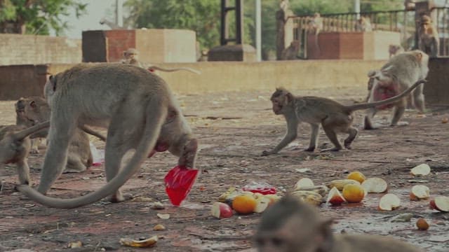 Monkeys Sitting Together on the Ground and Eating