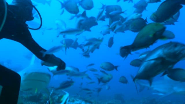 Diver feeding sharks underwater