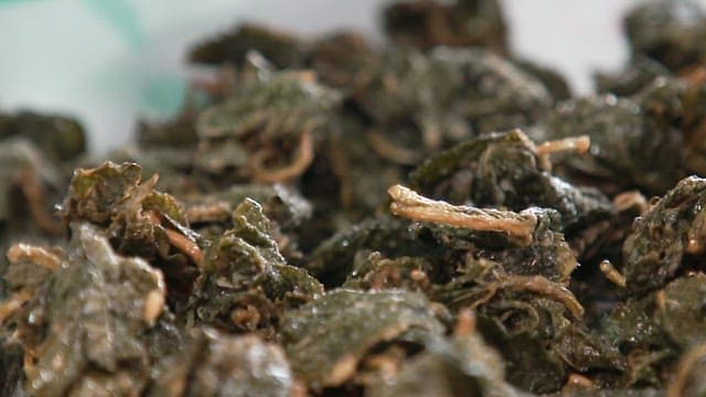 Sprinkling sugar on fried perilla leaves