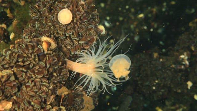 Sea anemone eating jellyfish