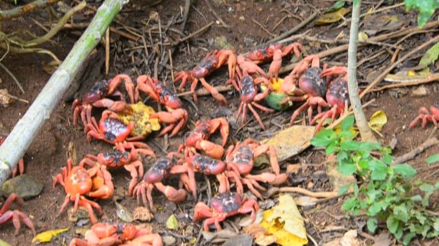 Red Crabs Feasting on a Forest Floor