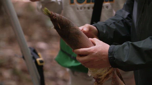 Peeling bamboo shoots in a bamboo forest