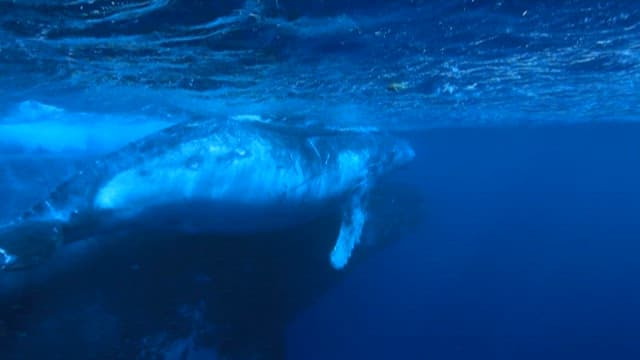 Majestic Whales Swimming Underwater
