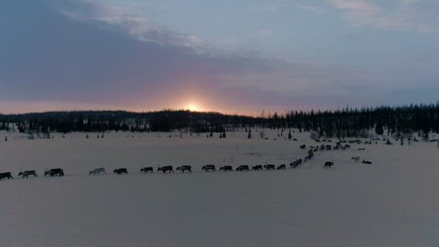 Reindeer Herd Migrating at Twilight