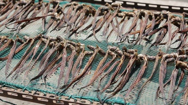 Green eel goby drying on a net on a sunny day