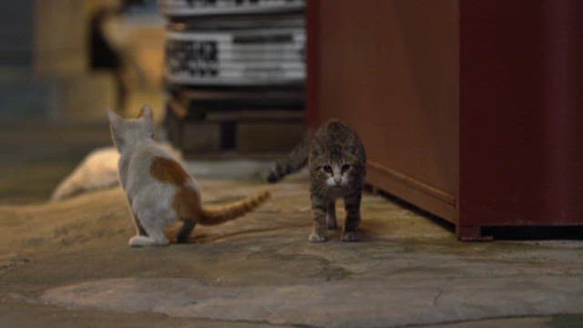 Playful cats in an urban alleyway at night