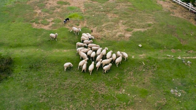 Herding Sheep with a Border Collie in Pasture