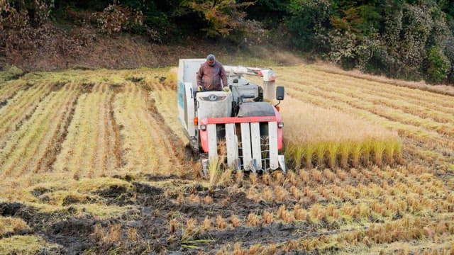 Farmer operating a harvester in a rice field