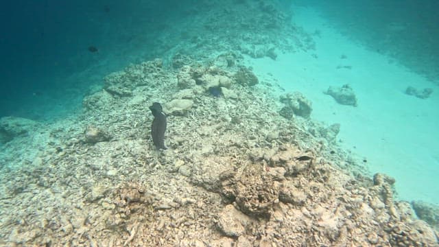 Electric eel swimming over a rocky seabed