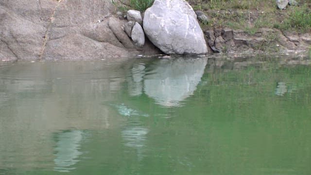 Fish making splashes as it is pulled in by a fishing line in a calm river