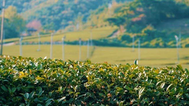Lush Tea Garden at the Foot of a Hill
