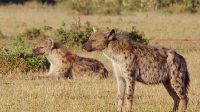 Hyenas Roaming the Savanna