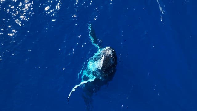 Humpback whale leaping out of the water