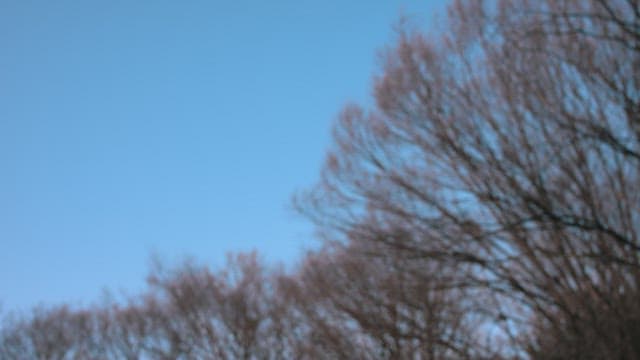 Bare Tree Branches in Winter Stretching into the Sky
