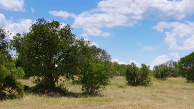Serene Savannah Landscape with Scattered Trees