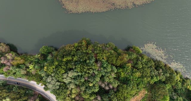 Forest by a winding road