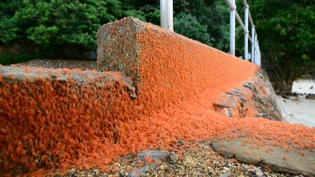 Red little crabs crawling on the stone wall