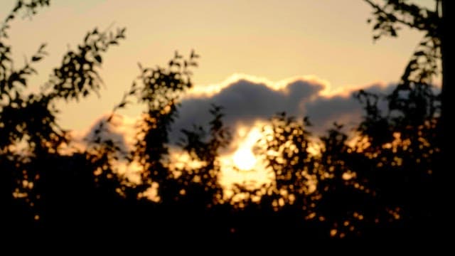 Sunset over the horizon with tree silhouettes