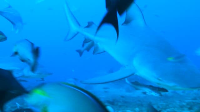 Sharks and Fish Swimming in Blue Ocean Depths