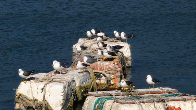 Birds perched on floating buoys in the water