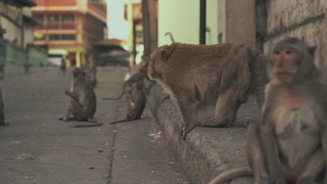 Monkeys Walking on the Street
