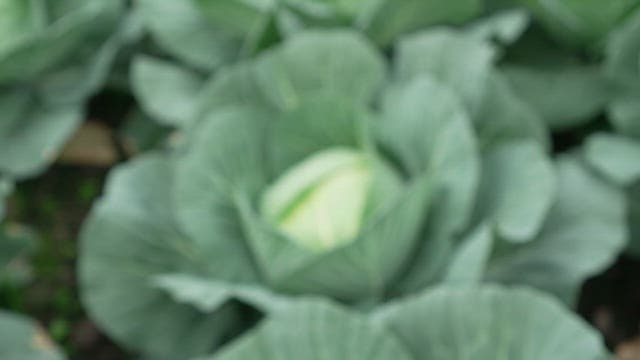 Leafy green and fresh cabbage plant growing in a garden
