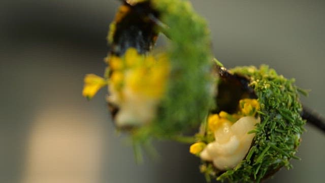 Gourmet dessert dish decorated with flowers and green herbs
