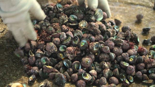 Sorting Shellfish Collected from the Sea