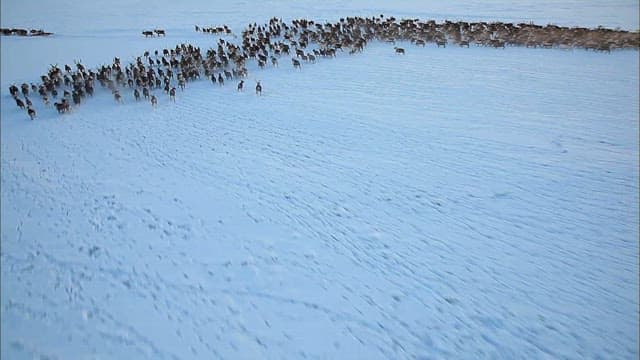 Herd of Reindeer Crossing Snowy Landscape
