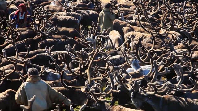 Herders Handling Reindeer Herds