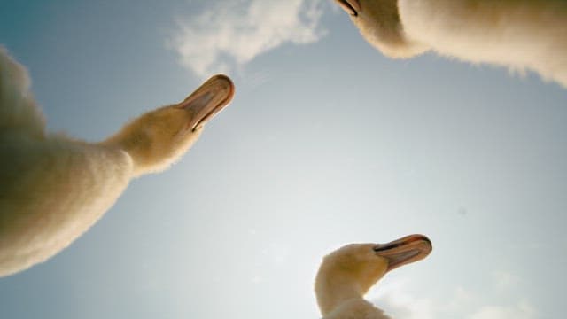 Ducks Under a Blue and Clear sky
