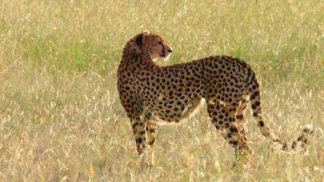 Cheetah Scanning the Savanna