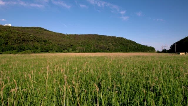 Lush Green Fields Near a Mountain Range