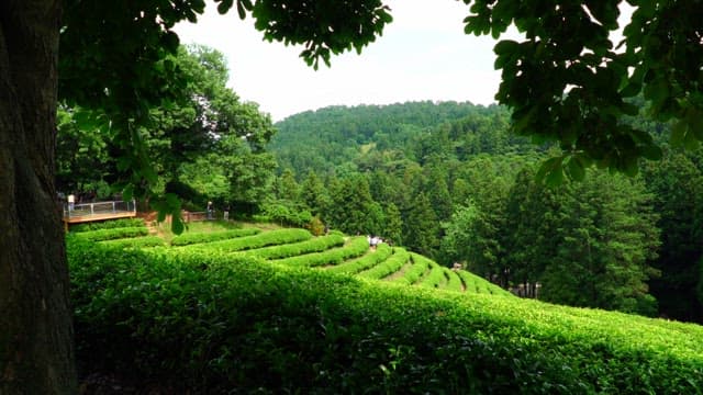 Lush green tea plantation with vibrant leaves where visitors wandering around